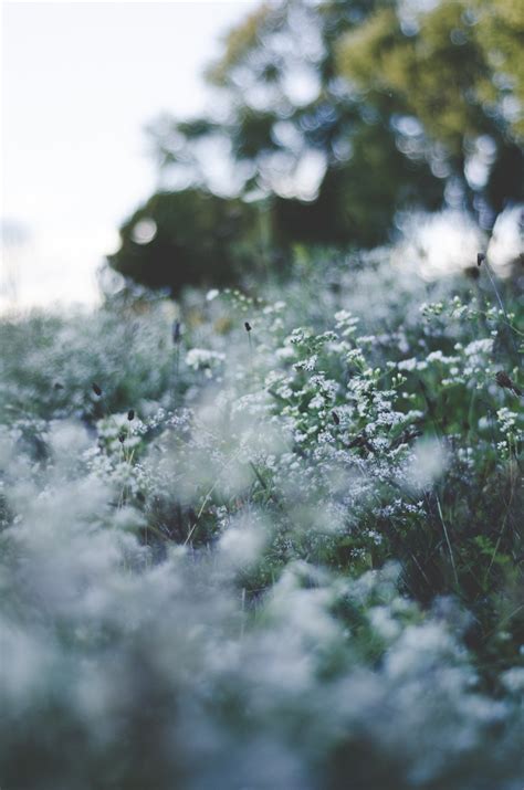 무료 이미지 나무 자연 숲 잔디 분기 눈 겨울 햇빛 아침 잎 꽃 서리 녹색 반사 날씨 플로라