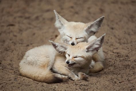 Wwf T Guide Adopt Fennec Fox Wwfca