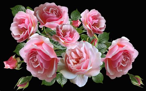 Flores Rosa Rosas Foto Gratis En Pixabay