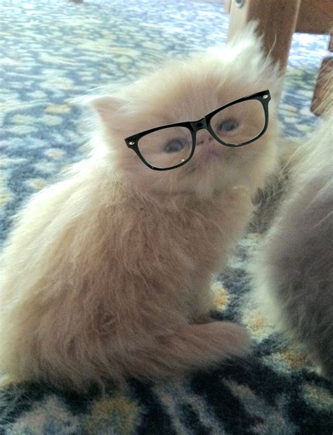nerd kitten kittens cute rectangle glass