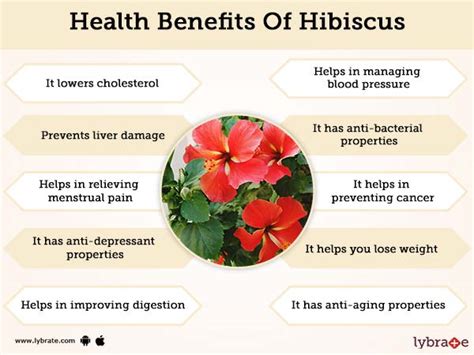 Both ancient ayurveda and science talk of hibiscus as a natural hair dye to mask grey hairs. Hibiscus Benefits And Its Side Effects | Lybrate
