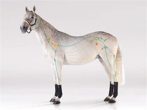 Lesen sie hier, wann die massageform notwendig wird und wie der geschwollene beine: Manuelle Lymphdrainage Pferd Wann/Warum wird die MLD ...