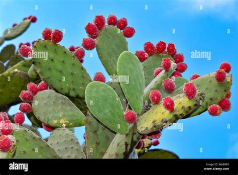 Prickly Pear Cactus Sicily Italy Stock Photo Alamy