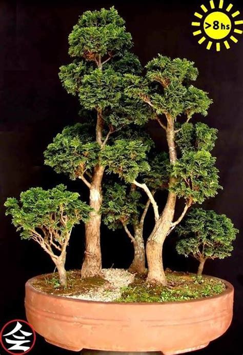 See more ideas about bonsai, bonsai tree, bonsai garden. Bonsai ️More Pins Like This One At FOSTERGINGER ...