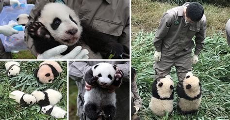Record Number Of Giant Panda Cubs Melt Hearts At First Public