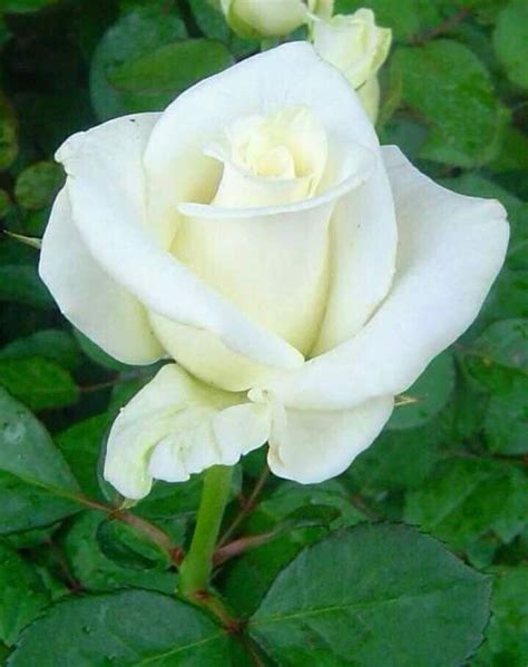 Bunga Putih Rose Jane Gray