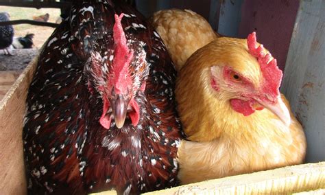 Buying Chickens What To Look For When Buying Chickens Whether Its