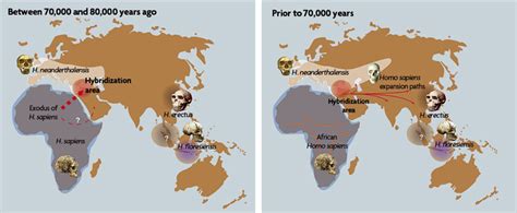 The Neanderthal Genome Revista Mètode