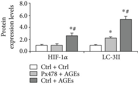 Effect Of Px478 On Hif 1α Lc 3iii P62 And Cleaved Caspase 3
