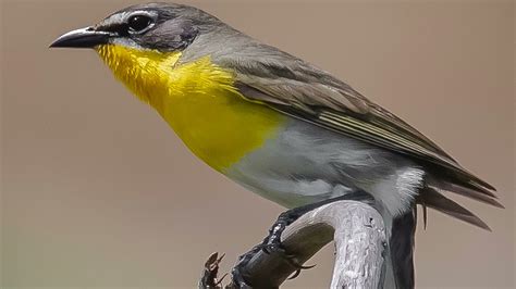 Yellow Breasted Chat Bird Sound Bird Song Bird Call Bird Calling Chirps Lissen Birds