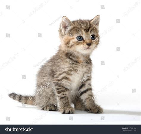Cute Baby Tabby Kitten Standing On White Background Stock