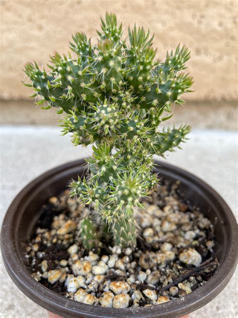 Mini Cholla Kaktus Pflanze Voll Verwurzelt Etsy