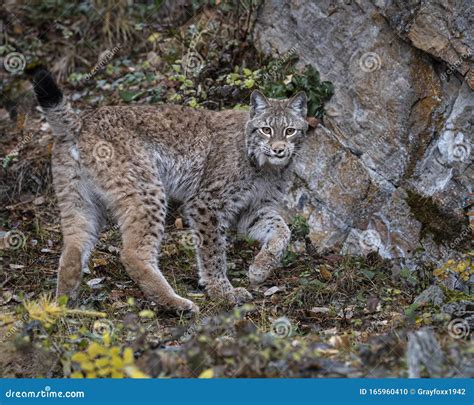 Siberian Lynx Adult Nika Triple D October Stock Photo Image Of Muscles Cubs