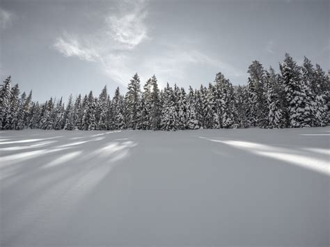 Fotos Gratis árbol Bosque Nieve Invierno Nube Luz De Sol