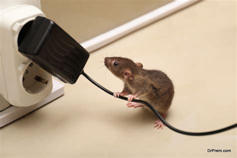 Ways To Keep Mice Out Of Your House Hometone Home Automation And