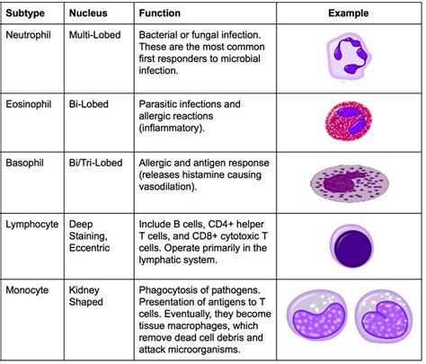 Advanced Knowledge Of Leucocytes Definition Examples Diagrams