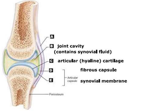 Label The Components Of A Typical Synovial Joint