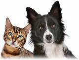 Find Cheapest Pet Insurance Pictures