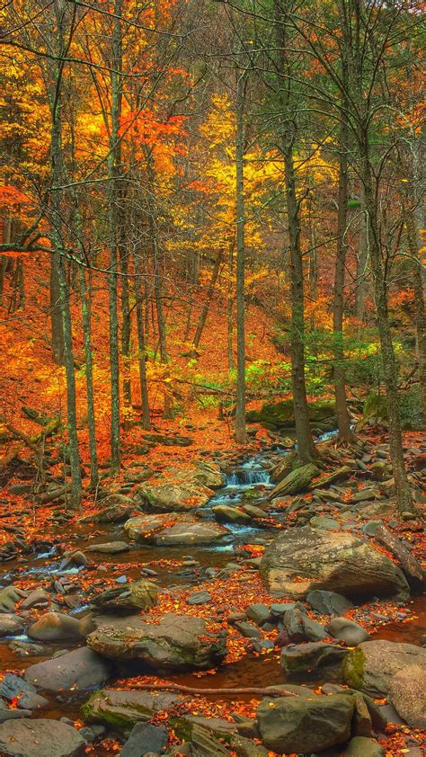 Golden Forest By Victor Utama 500px Autumn Scenery Autumn Scenes