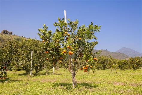 Orange Orchard In Northern Thailand 11040972 Stock Photo At Vecteezy