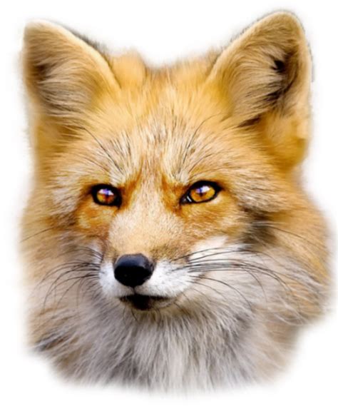 Download Fox Png Images Background Png Free Png Image