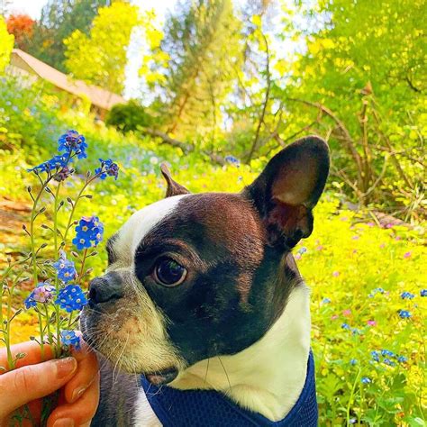 15 Amazing Facts About Boston Terriers You Probably Never Knew Page 2