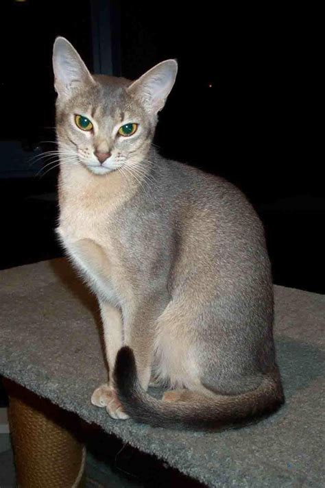 Blue Abyssinian Cat Breed Profile Care Traits Facts Mammal Age