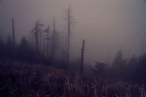 Mystical Morning Fog Photograph By Dan Sproul