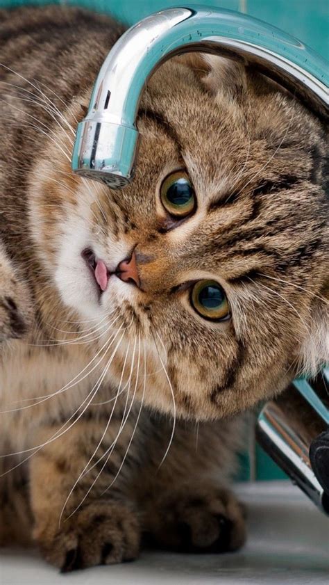 Beautiful Cat Drinking Water Cute Animals Pinterest