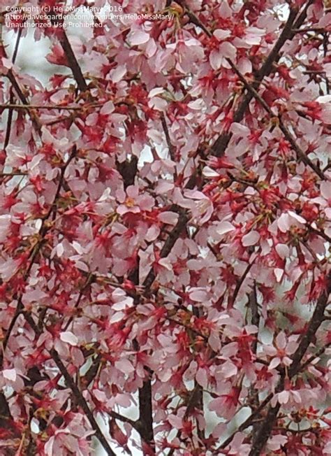 See more ideas about flower identification, flowers, plants. Plant Identification: CLOSED: Pink Flowering Tree, 2 by ...