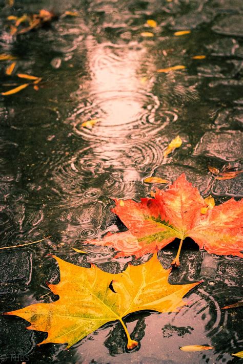 Autumn leaves on a wet day | Autumn leaves photography, Autumn leaves wallpaper, Autumn painting
