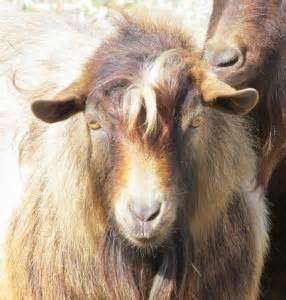 Myotonic Goat Examples ~ The Good and the Bad - Goat Spots