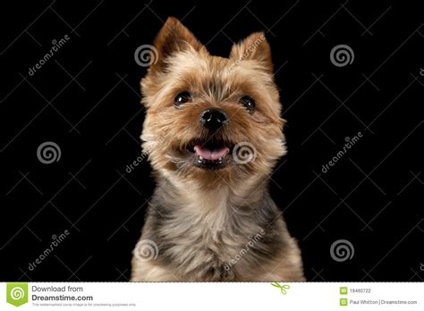 Smiling Puppy Stock Photo Image Of Black Puppy Mammal 19460722