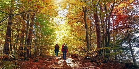 Forestry England Release Mindful Walks To Enjoy This Autumn