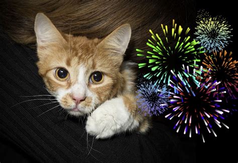 Keep Your Cats Safe During Fireworks Lovecats World