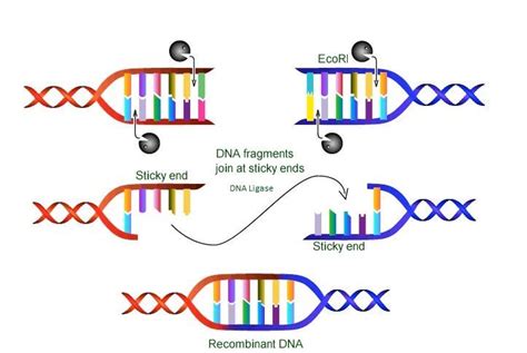 The Basics Of DNA Cloning EPSA Science Blog