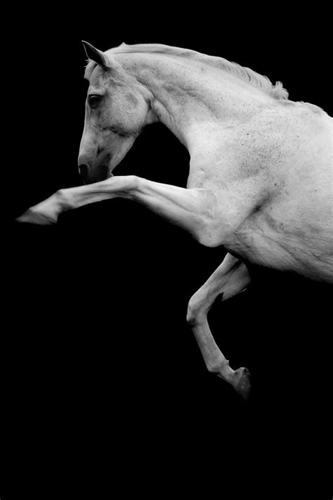 Rearing Horse Photo Black And White Fine Art Photo Rearing Etsy