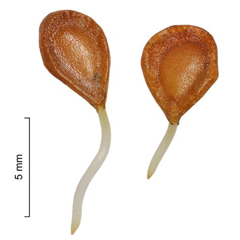 Introduction To The Morphology And Germination Behaviour Of Fritillaria