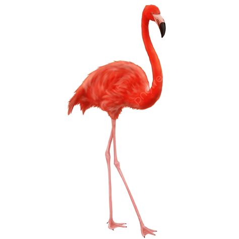Flamingos Png Picture Flamingo Hand Draw Bird Brand Png Image For