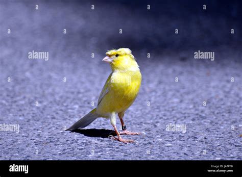 Bird Birds Canary Singer Funny Yellow Canaries Park Bird Birds