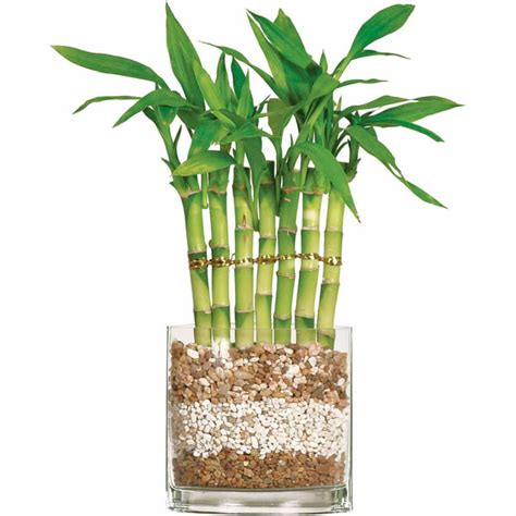 Brussels Lucky Bamboo 7 Stalk Curly Small Indoor