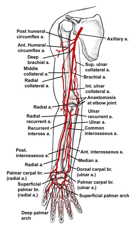 Flashcards Shoulder And Arm Anatomy Arteries Axillary Artery