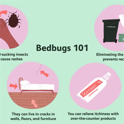 How To Get Rid Of A Bed Bug Rash Pest Phobia