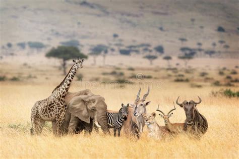 African Safari Stock Photo Image Of Safari Mountain 19805418