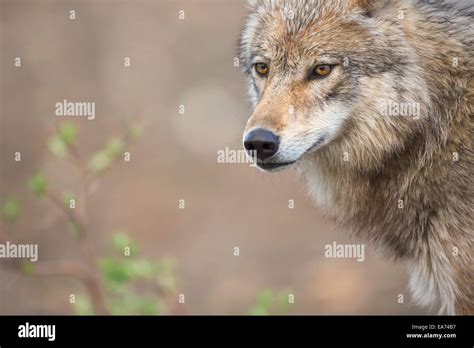 Gray Wolf Denali National Park Interior Alaska Stock Photo Alamy