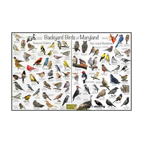 Backyard Birds Of Maryland Bird Identification Poster Etsy