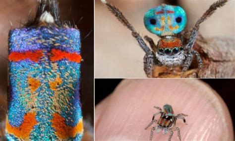 peacock spiders maratus volans rare photos of stunning tiny peacock spiders found in south