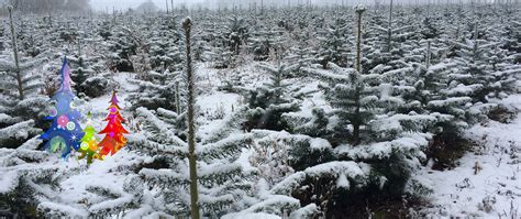 Warwickshire Christmas Tree Farm