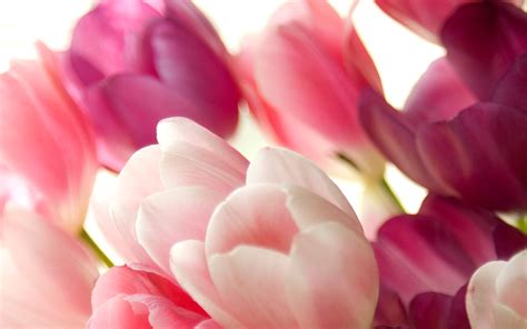 Tulip Wallpapers ·① Wallpapertag