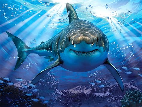 1920x1080px 1080p Free Download Shark Fish Ocean Sea Animal Hd